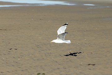 Image showing beach gull