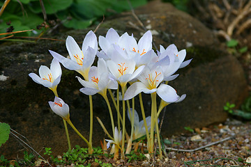 Image showing crocuses