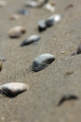 Image showing seashells on sand beach