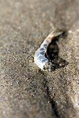 Image showing shrimp skin at the beach