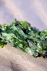 Image showing green alga