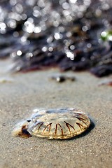 Image showing jellyfish at the beach