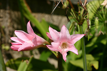 Image showing hemerocallis