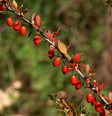 Image showing Bayberry In Autumn
