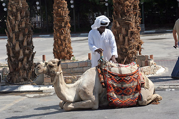 Image showing Unidentified Bedouin man wait tourist near his dromedary in Jericho, Israel