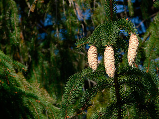 Image showing Pine Cones And Pitch