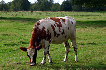 Image showing the cow