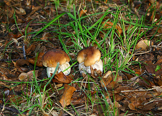 Image showing white mushrooms