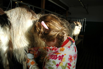 Image showing Getting goatmilk for breakfast