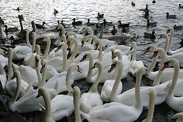 Image showing feeding of swans