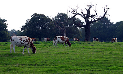 Image showing grazed herd of cows
