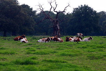 Image showing having a rest herd of cows