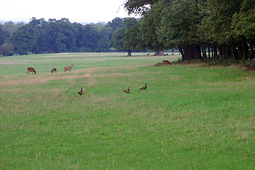 Image showing landscape with pheasants and deers