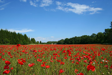 Image showing Filed of poppies