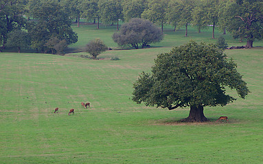 Image showing Oak