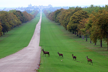 Image showing Long Walk, Windsor