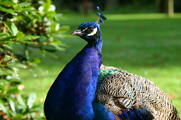 Image showing the peacock
