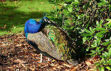 Image showing the peacock