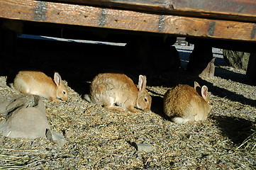 Image showing Three rabbits on a row