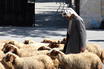 Image showing The shepherd leads a flock of sheep grazing just as in biblical times in Bethlehem, Israel