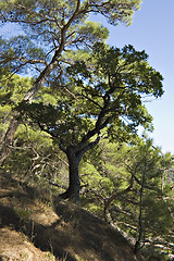 Image showing Sea coast