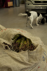 Image showing Khat