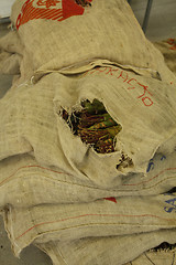 Image showing Khat