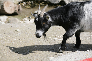 Image showing Goat close to the river