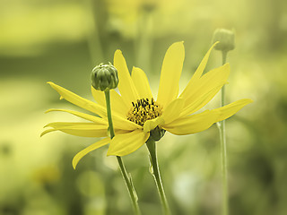 Image showing yellow flower mood