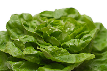 Image showing Lettuce (Close View)