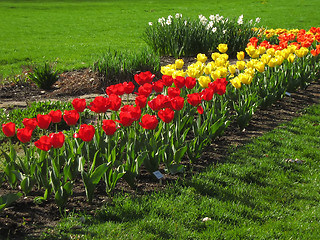 Image showing Springtime Flowers