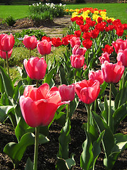 Image showing Springtime Flowers