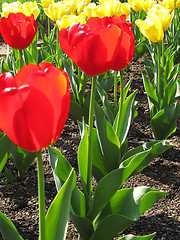 Image showing Red And Yellow Tulips