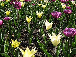 Image showing Purple And White Tulips