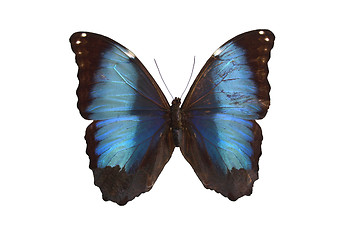 Image showing The Blue Butterfly