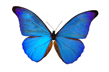 Image showing The Blue Butterfly