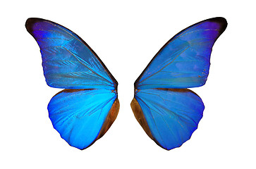 Image showing Fairy Wings