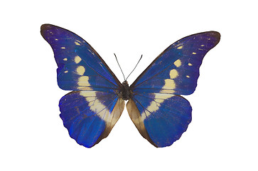 Image showing The Blue Butterfly