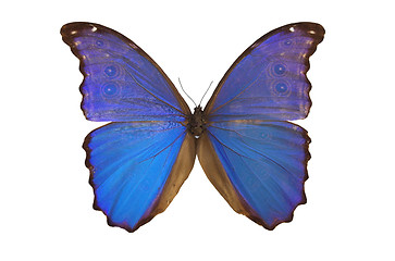 Image showing The Blue Butterfly