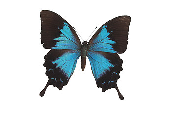 Image showing The Blue Butterfly