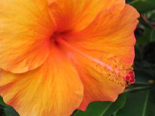 Image showing Orange Hibiscus