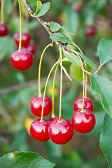 Image showing Red cherries on a branch