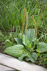 Image showing Plantain near stone curb