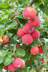 Image showing Red apples on a branch