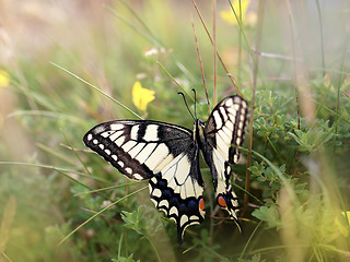 Image showing swallowtail butterfly