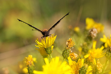 Image showing European peacock butterfly