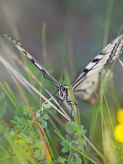 Image showing swallowtail butterfly