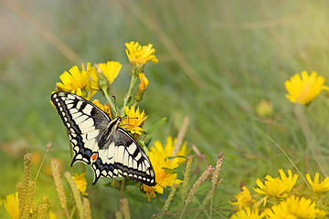 Image showing swallowtail butterfly