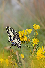 Image showing swallowtail butterfly