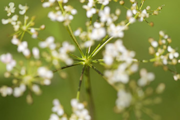 Image showing Cow parsley